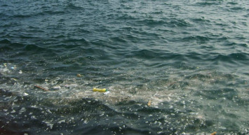 Kirlilik sorununa 'Süper solucanlar' çözümü! Plastik yiyen solucanlar geri dönüşümde devrim yaratabilir