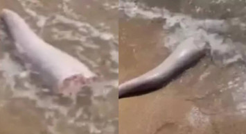 Kıyıya vuran gizemli nesne korkuttu: Gerçeği öğrenenler şaşkına döndü