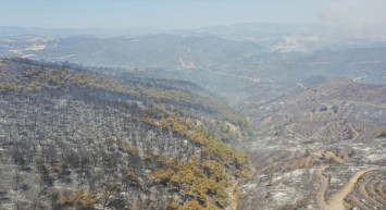 Koca Bir Orman Yok Oldu:  Yangınların Yürek Yakan Görüntüleri...