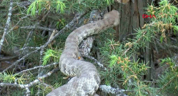 Koca engerek yılanı Türkiye'de sürü halinde görüntülendi. Tek ısırığı bile öldürüyor!