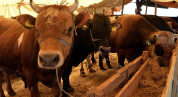 Kocaeli kurbanlık fiyatları ne kadar? 2022 Kocaeli büyükbaş, küçükbaş kurbanlık hisse fiyatları