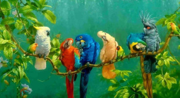 Konuşan kuş türleri ve isimleri 2022