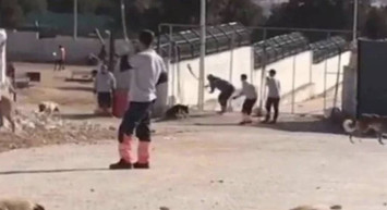 Konya hayvan barınağı vahşeti:  Tarım Bakanlığı’ndan açıklama yapıldı