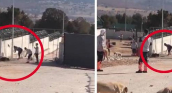 Konya hayvan barınağı vahşetine savcılıktan itiraz!