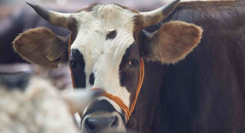 Konya kurbanlık fiyatları ne kadar? 2022 Konya büyükbaş, küçükbaş kurbanlık hisse fiyatları