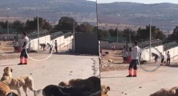 Konya’da hayvanlara işkence edildi: Belediye görüntüler için harekete geçti