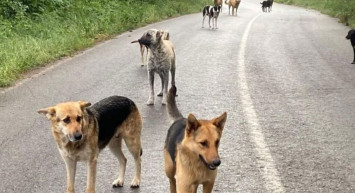 Köpek saldırıları durmuyor: İşe gitmek için evden çıkan sağlık çalışanı ölümle burun buruna geldi!
