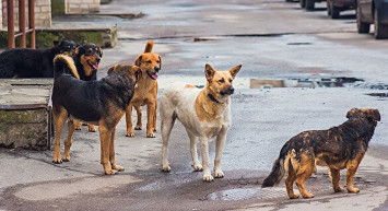 Köpeklerden korkanlar dikkat! Uzmanlar uyardı, saldırılardan zarar görmemek için yapılması gerekenler