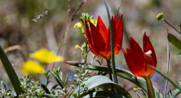 Koruma altındaki Manisa Lalesi yılda bir kez açıyor: Koparana 109 bin lira ceza kesiliyor!