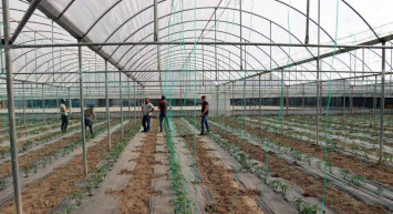 Köylülerin kabusu olmuştu: Amasya’daki gizemli hayvanın türü ortaya çıktı