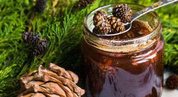 Kozalak Şurubu Nasıl Yapılır, Faydaları Nelerdir?