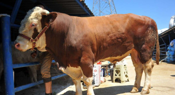 Kredi kartıyla kurban ibadetini yerine getirmek caiz midir? Kredi kartıyla kurbanlık almak doğru mu? Diyanet'ten açıklama geldi!