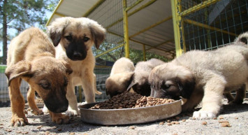 Kritik düzenlemeden beklenen haber geldi: Sokak hayvanları yasa teklifi Meclis’te