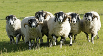 Küçükbaş hayvancılığı ayağa kaldıracak proje: 300 bin yetiştirici faydalanacak