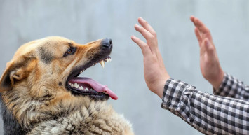 Kuduz Hastalığı Nedir, Nasıl Bulaşır?