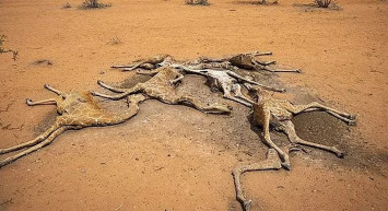 Kuraklığın Geldiği Son Nokta! Kenya’da Zürafalar Susuzluktan Ölüyor