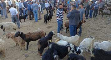 Kurban alacaklar dikkat! Ucuz kurban almak için dolandırılanların sayısı arttı! Iğdır'da kurban çetesi çökertildi