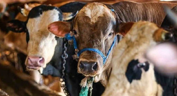 Kurban bayramı büyükbaş, küçükbaş kurbanlık fiyatları ne kadar olacak? 2022 kubanlık hisse fiyatları