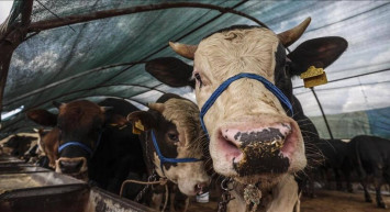 Kurban Bayramı ne zaman? 2024 Kurban Bayramı tatili kaç gün? Kurban Bayramı ayın kaçında?