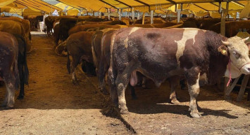 Kurban Bayramı ne zaman, kaç gün kaldı? Kurban Bayramı tatili kaç gün?