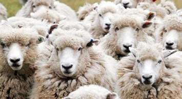 Güncel kurban fiyatları ne kadar? Pazarlar kuruldu, kurbanlıklar İstanbul'a geliyor! İşte illere göre büyükbaş ve küçükbaş fiyatları!