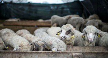 Kurban Bayramı tatili kaç gün olacak, uzayacak mı 2024? Kurban Bayramı ne zaman başlıyor?