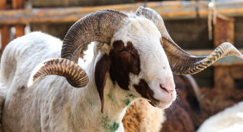 Kurban Bayramı tatili ne zaman, hangi güne denk geliyor? Kurban bayramı tatili hangi ay, ayın kaçında? Kurban Bayramı tatili 9 güne uzatılacak mı?