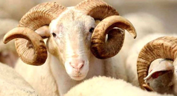 Kurban Bayramı'na kaç gün kaldı? 2022 Kurban Bayramı  9 gün olacak mı?