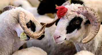 Kurban Bayramı'na sayılı günler kala uzmanından uyarı! Bunları asla art arda tüketmeyin