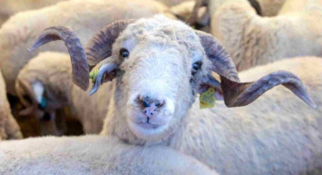 Kurban Bayramı'na Sayılı Saatler Kaldı! Kesim Noktaları ve Cezalar Belirlendi