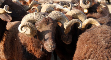 Kurban Bayramı’nda küçükbaş tercih edildi: Kaç kurbanlık satıldı?