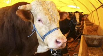 Kurban Bayramının yaklaşmasıyla 2022 yılı kurbanlık fiyatları belli oldu! Geçen yıla nazaran artış var!