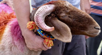 Kurban fiyatları 2022: En düşük kurbanlık fiyatı ne kadar?