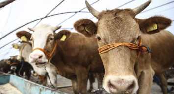 Kurban fiyatları belli oldu: 150 bin lira iddialarına yanıt geldi