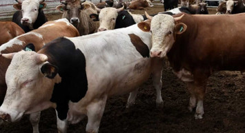 Kurban fiyatları belli oldu mu, Kurbanlık fiyatları 2022 ne kadar? Kurban fiyatlarında ilk rakam açıklandı!