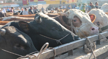Kurban Fiyatları Ne Kadar?