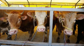 Kurban fiyatları ne kadar? TZOB Genel Başkanı Şemsi Bayraktar, kurbanlık fiyatları hakkında açıklamalarda bulundu!