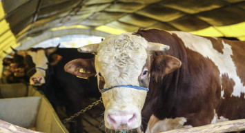 Kurban fiyatları uçuşa geçti: Dana 46 binden 150 bin liraya çıktı