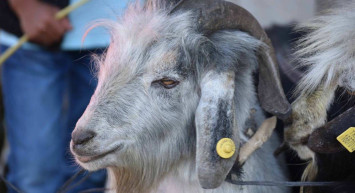 Kurban ibadetini yerine getirme hükmü nedir? 2022 kurban kesme mahiyeti