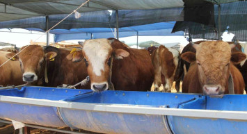 Kurban satışı yapacaklar dikkat: Kurban kesimi tebliği Resmi Gazete’de yayımlandı