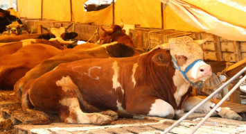 Kurbanlık alacaklar dikkat! Kurban alırken nelere dikkat edilmeli? Diyanet açıkladı