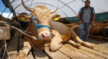 Kurbanlık dişi mi olur erkek mi? Kurbanlık seçerken neye dikkat etmeli?