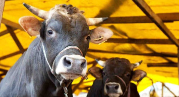 Kurbanlık Fiyatları bu yıl ne kadar olacak? Büyükbaş, küçükbaş kurbanlık fiyatları 2022