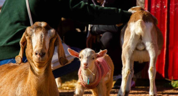 Kurbanlık fiyatları ne kadar? 2022 Kurbanlık dana, koç, koyun fiyatları ne kadar, kaç TL?