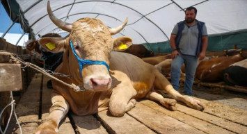 Kurbanlık pazarları kurulmaya başlandı: Şampiyon 200 bin liraya satıldı