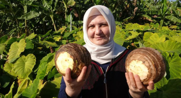 Küresel ısınma iklimi değiştirdi: Tropikal bitkiler Akdeniz’de yetişir oldu