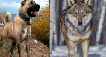 Kurtla Kangalı Çiftleştirdiler! İşte Ortaya Çıkan Yeni Bir Cins