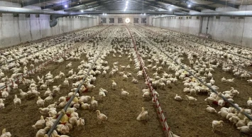 Kuş Gribine dikkat!