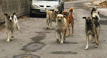 Kütahya'da başıboş köpek terörü: Anne ve oğul aracın altında kalmaktan son anda kurtuldu