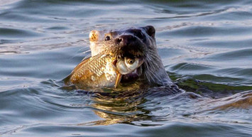 Kütahya'da nesli tükenmekte olan su samurlarını doğa ve yaban hayatı fotoğrafçısı Alperen Akdemir görüntüledi